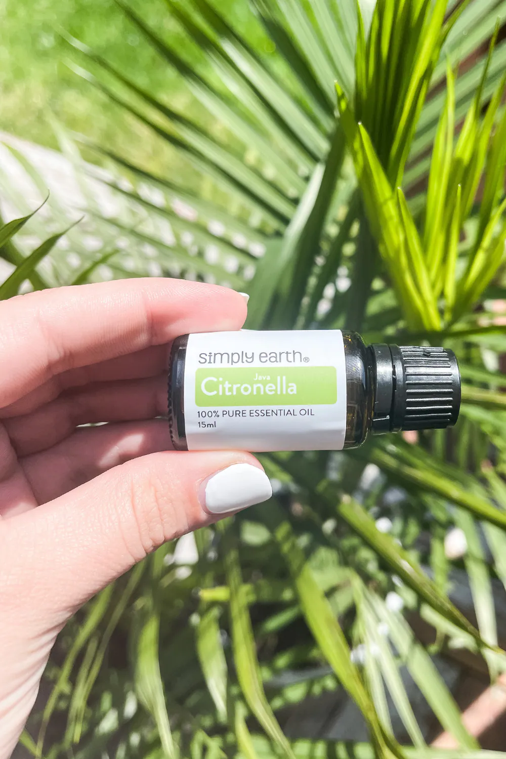 citronella essential oil